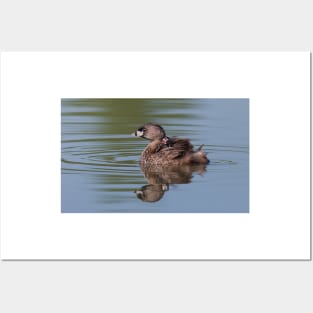 Pied-billed Grebe Posters and Art